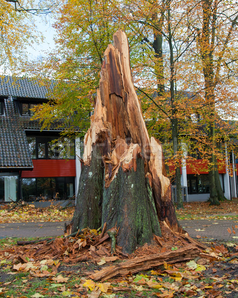 Burzy uszkodzenie duży drzewo ściany domu Zdjęcia stock © michaklootwijk