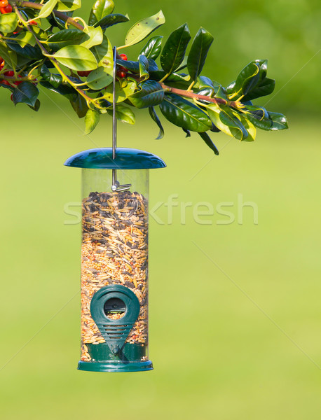Vogel vol zaden voedsel groene shell Stockfoto © michaklootwijk