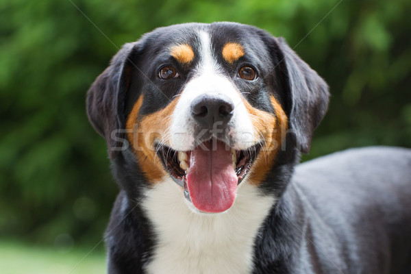 Young Sennenhund, close-up Stock photo © michaklootwijk