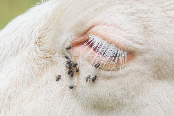 Troublesome flies in the cow's eye Stock photo © michaklootwijk