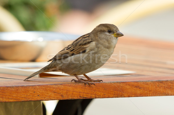 Sparrow on a table Stock photo © michaklootwijk