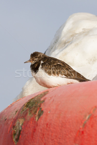 クローズアップ 魚 風景 雪 鳥 赤 ストックフォト © michaklootwijk