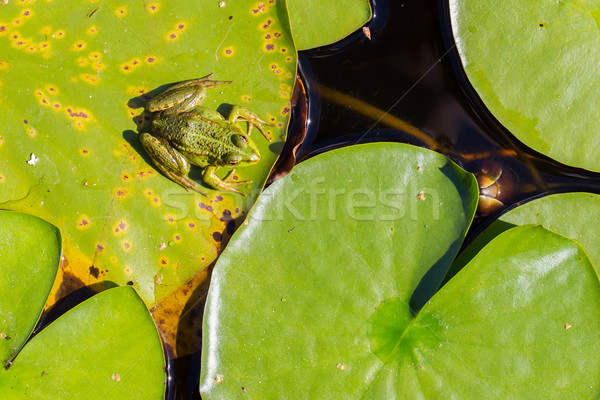 Common Frog (Rana temporaria)  Stock photo © michaklootwijk