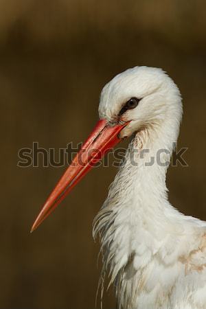 Two storks Stock photo © michaklootwijk
