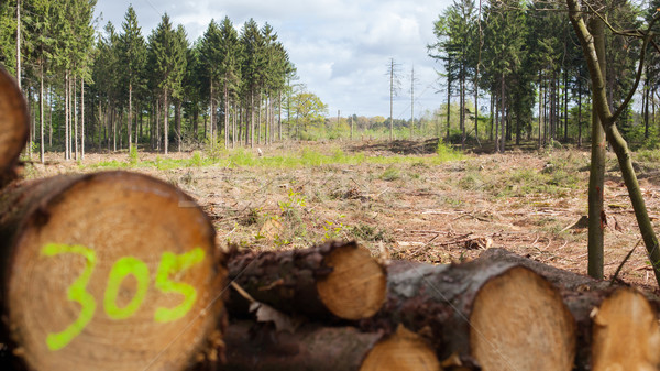 Stacked timber in a dutch forrest, selective focus Stock photo © michaklootwijk