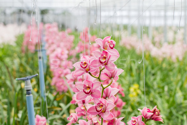 Roxo borboleta orquídeas cultivado comercial estufa Foto stock © michaklootwijk