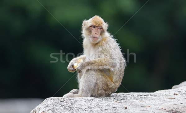 Barbary Macaque (Macaca sylvanus) Stock photo © michaklootwijk