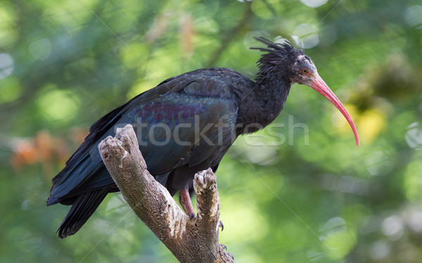 Northern Bald Ibis (Geronticus eremita) Stock photo © michaklootwijk