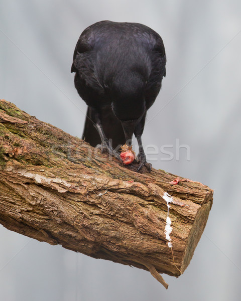 Black crow eating Stock photo © michaklootwijk