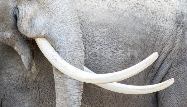 Asian elephant (Elephas maximus) tusks close-up Stock photo © michaklootwijk