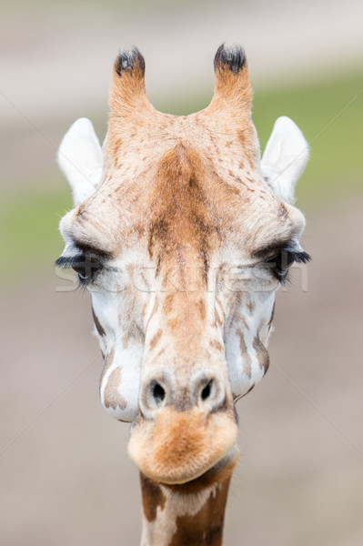 Giraffe close up, selective focus Stock photo © michaklootwijk