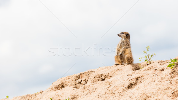 Stock photo: Suricata suricatta, grey sky