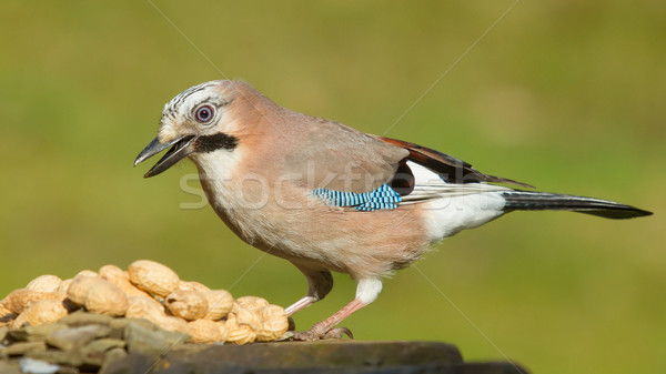 A Jay bird (Garrulus glandarius) Stock photo © michaklootwijk