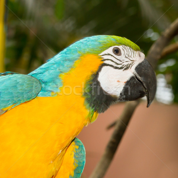 囚禁 動物園 荷蘭 背景 鳥 顏色 商業照片 © michaklootwijk