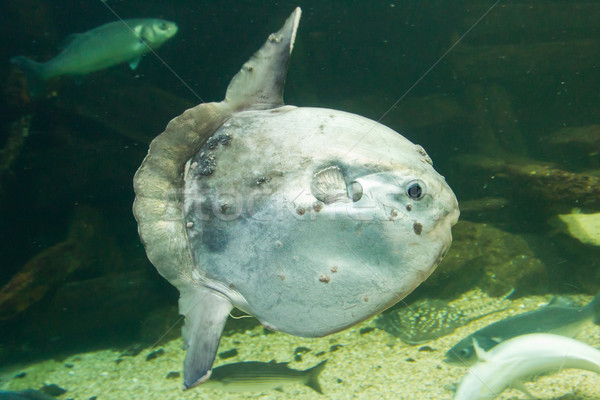Ocean sunfish (Mola mola) in captivity Stock photo © michaklootwijk