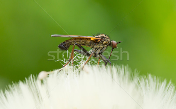 醜い フライ 座って 花 草 自然 ストックフォト © michaklootwijk