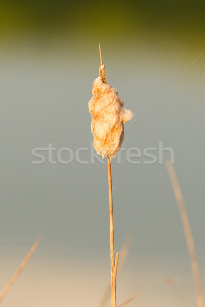 Fluffy, soft seeding Cattail Stock photo © michaklootwijk