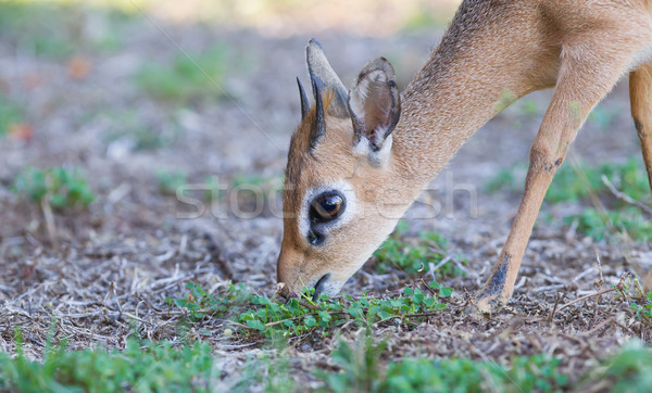 Stock photo: Kirk Dik-dik (Madoqua kirkii)