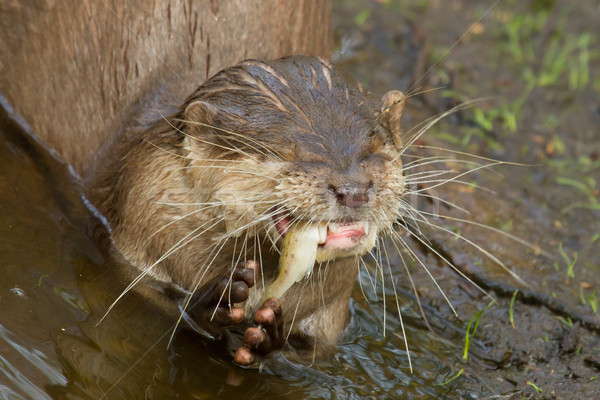 An otter is eating Stock photo © michaklootwijk