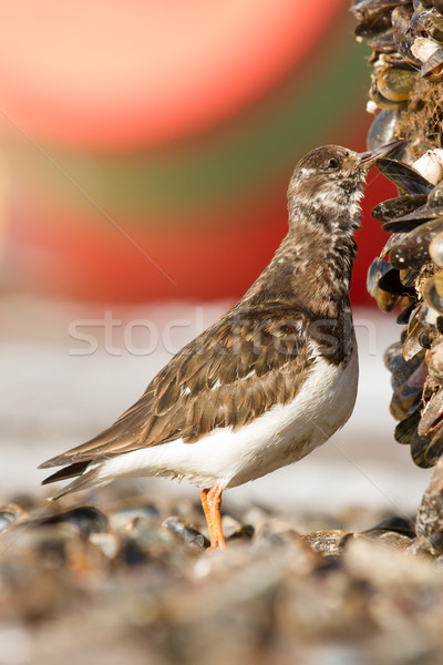 Vis vogel winter witte lunch Stockfoto © michaklootwijk