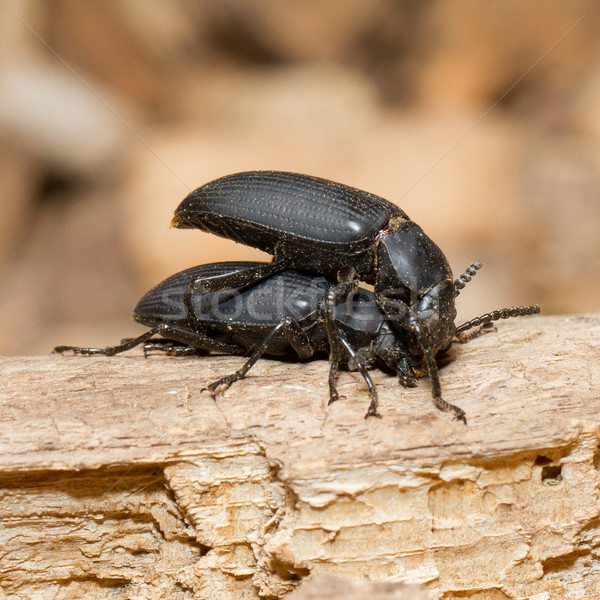 Pairing large black beetles  Stock photo © michaklootwijk