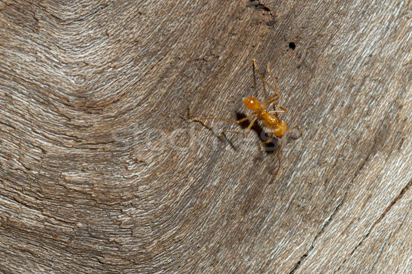 A leaf cutter ant Stock photo © michaklootwijk