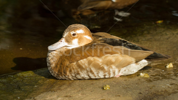 Farbenreich tropischen Ente Gefangenschaft holland Baum Stock foto © michaklootwijk