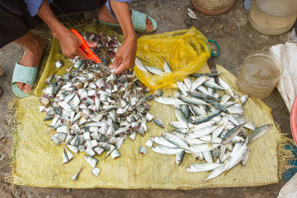 Freshly catch sardines, anchovies Stock photo © michaklootwijk