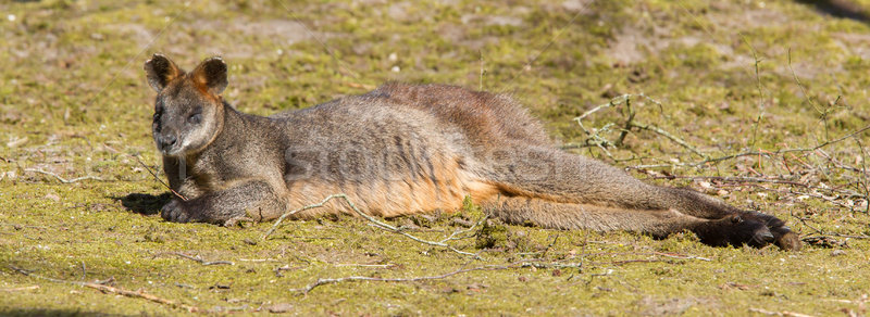 Swamp wallaby Stock photo © michaklootwijk