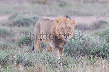 Lion walking on the rainy plains of Etosha Stock photo © michaklootwijk