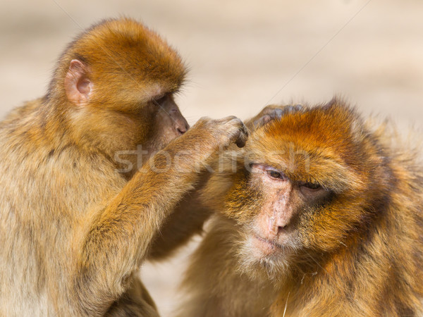 Two mature Barbary Macaque grooming Stock photo © michaklootwijk