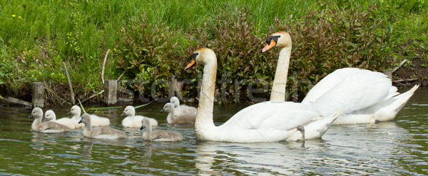 Cygnet are swimming Stock photo © michaklootwijk