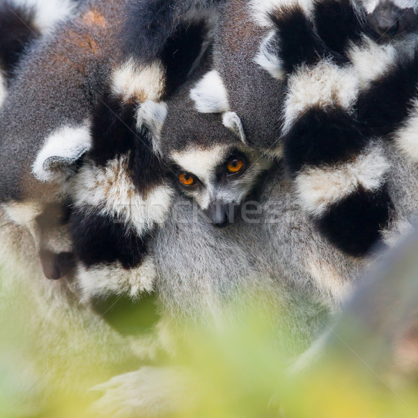 Ring-tailed lemur (Lemur catta) Stock photo © michaklootwijk