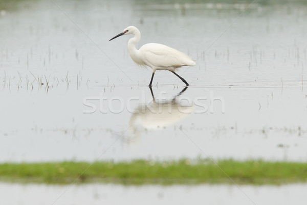 Egretta garzetta or small white heron Stock photo © michaklootwijk