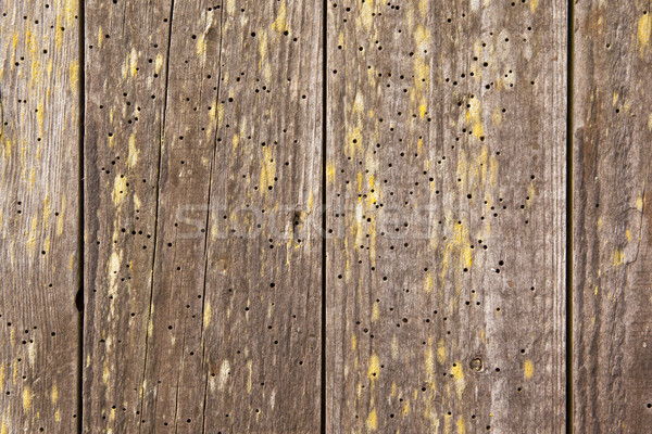Solucan ahşap kapı ahşap ağaç doğa Stok fotoğraf © michaklootwijk