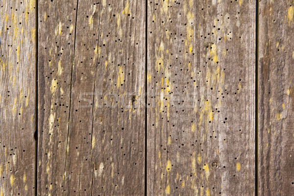 [[stock_photo]]: Ver · bois · porte · bois · arbre · nature