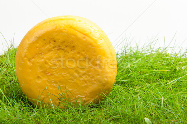 Round onion cheese isolated in the green grass Stock photo © michaklootwijk