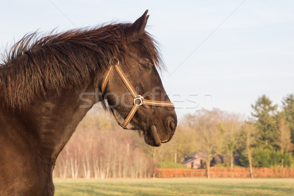 Frisian horse  Stock photo © michaklootwijk