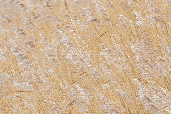 Reed bed Stock photo © michaklootwijk