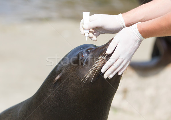 Adult sealion being treated (eye) Stock photo © michaklootwijk