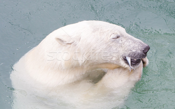 Close-up of a polarbear (icebear) eating a fish Stock photo © michaklootwijk