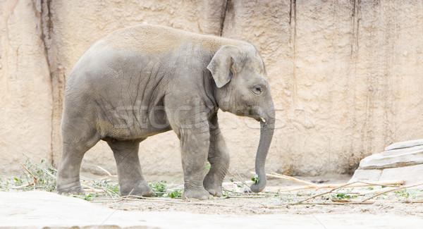 Young asian elephant (Elephas maximus) Stock photo © michaklootwijk