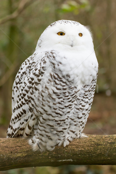 A snow owl Stock photo © michaklootwijk