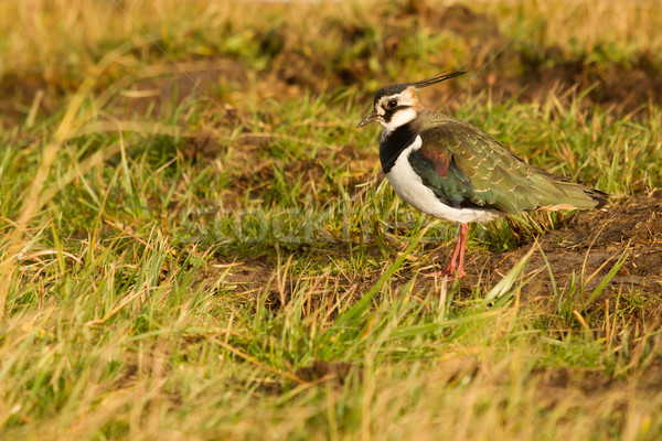 A lapwing in a field Stock photo © michaklootwijk