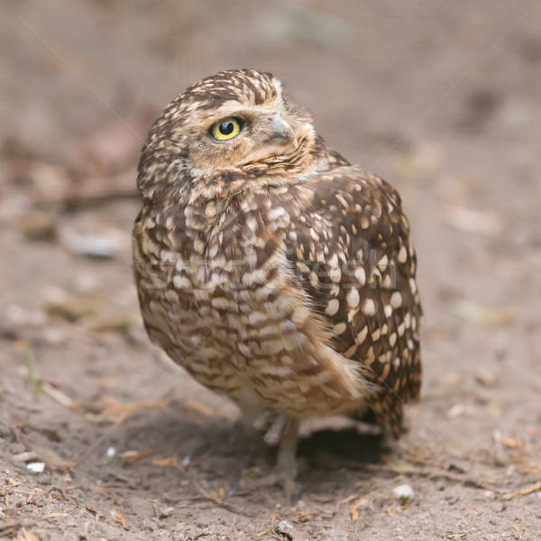 Foto stock: Búho · cautiverio · Holanda · hierba · ojos · animales