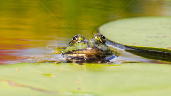 Common Frog (Rana temporaria)  Stock photo © michaklootwijk