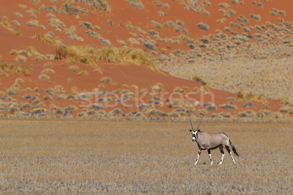 Gemsbok antelope (Oryx gazella) Stock photo © michaklootwijk