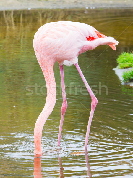 Stock photo: Bird flamingo 