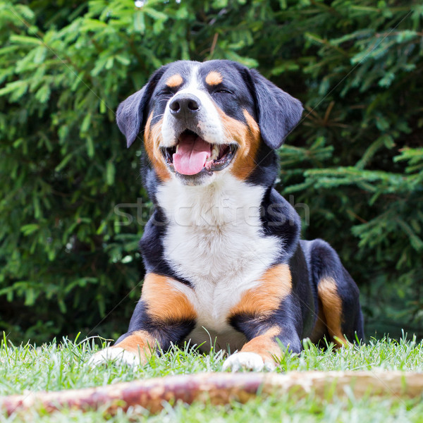 Sennenhund waiting for his boss to play with him Stock photo © michaklootwijk