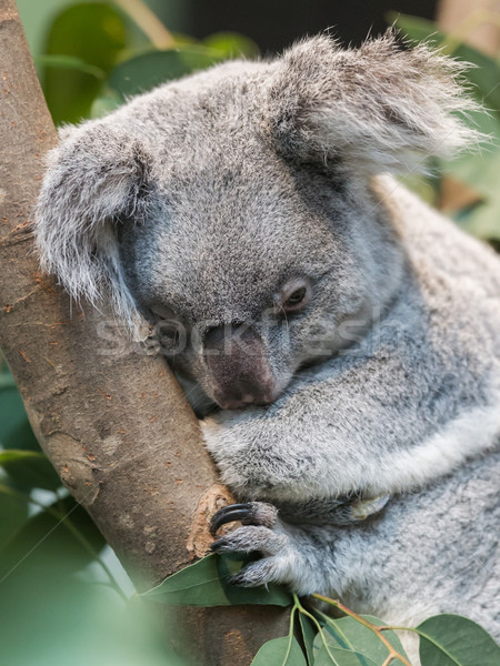 Foto stock: Primer · plano · koala · tener · atención · selectiva · naturaleza · hoja